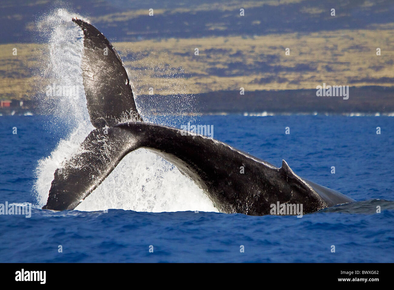 humpback whale, Megaptera novaeangliae, displaying a powerful peduncle ...