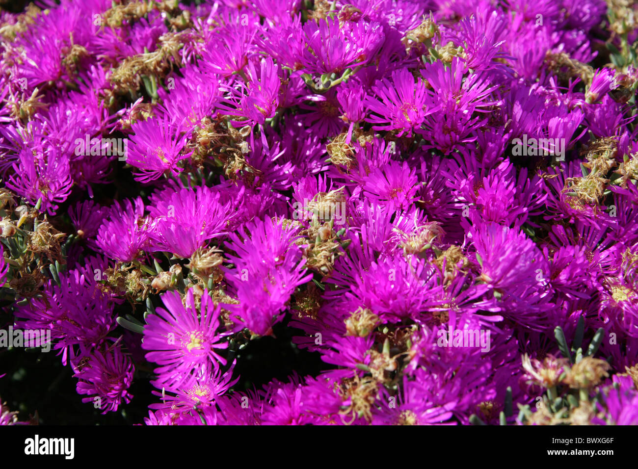 Rosae Ice Plant, Drosanthemum hispidum, Aizoaceae. Plettenberg, South Africa. They are known commonly as dewflowers or vygies. Stock Photo