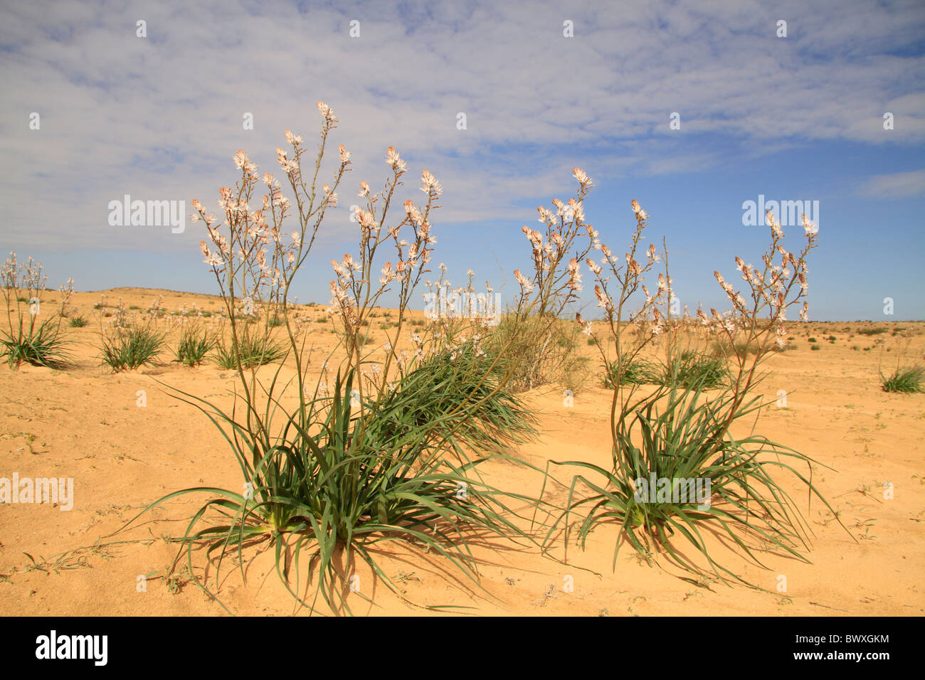 Negev flowers hires stock photography and images Alamy