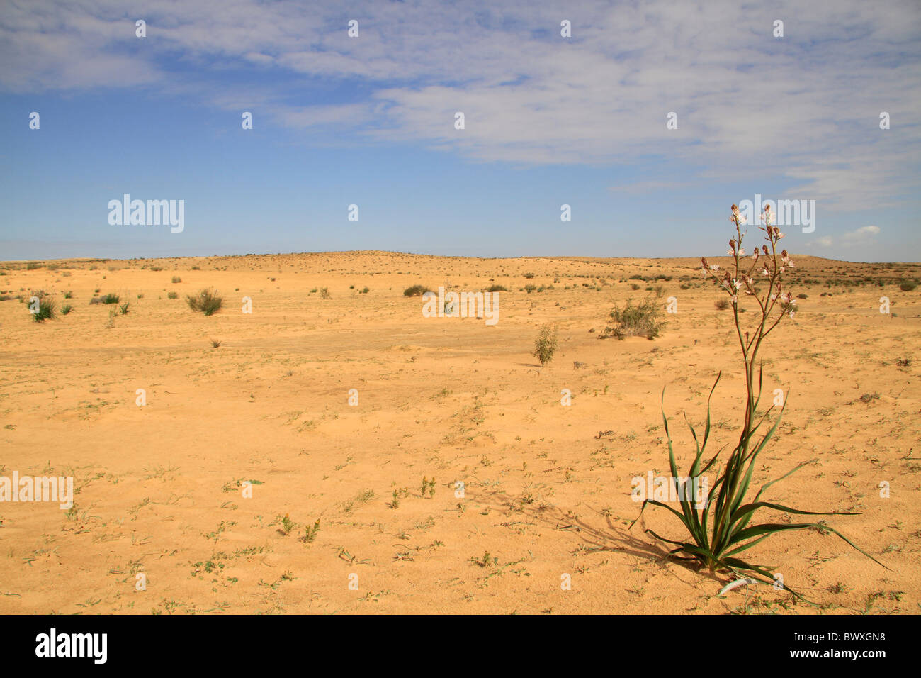 Negev flowers hires stock photography and images Alamy