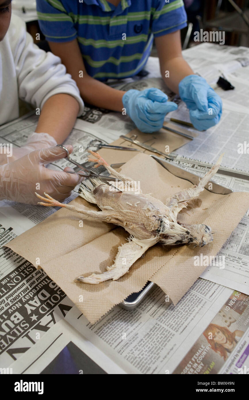 Eighth grade animal science students perform dissection on common