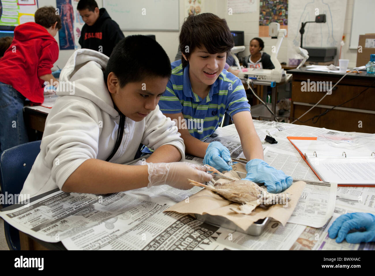 Eighth grade animal science students perform dissection on common