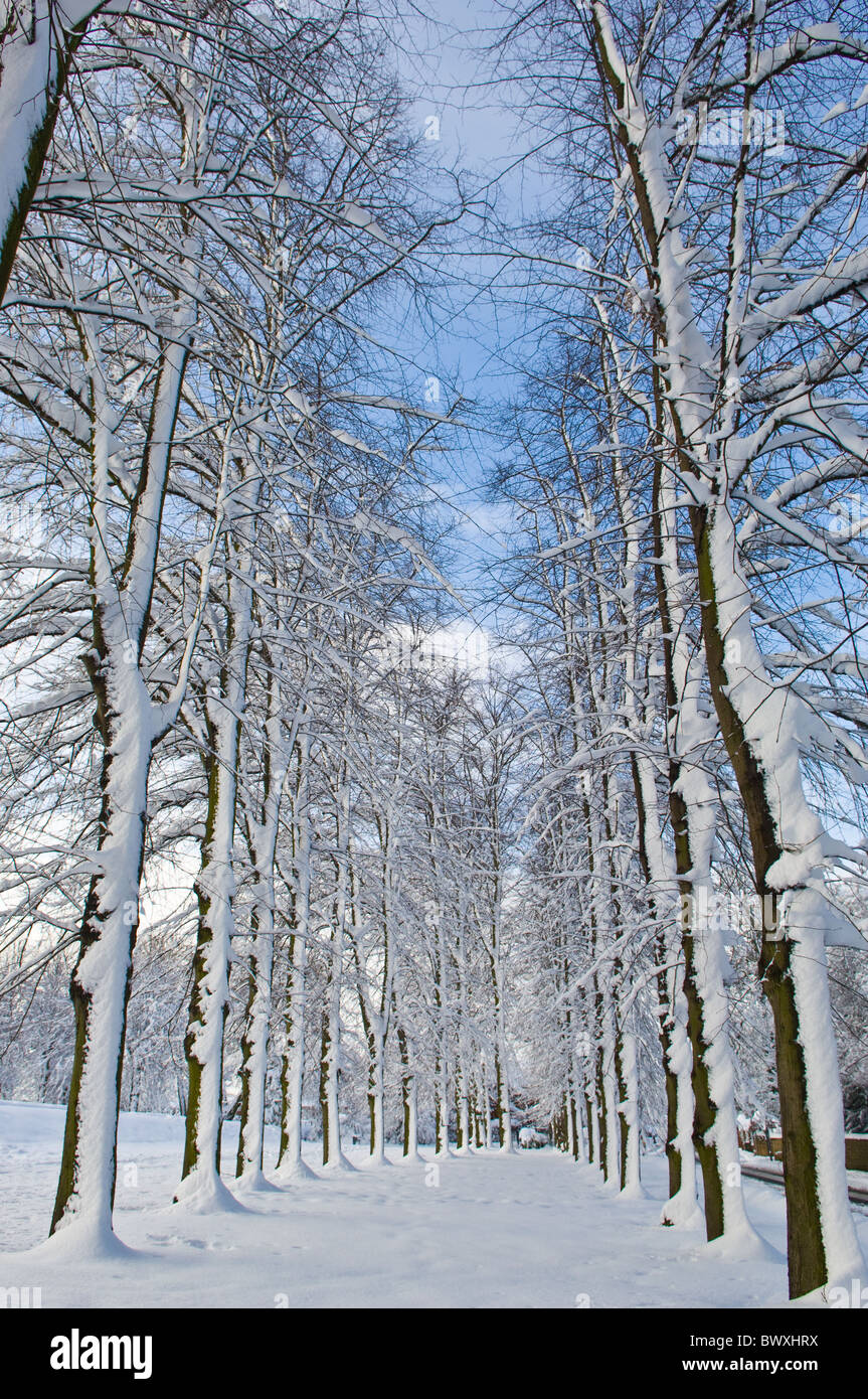 Row of beech trees in winter hi-res stock photography and images - Alamy