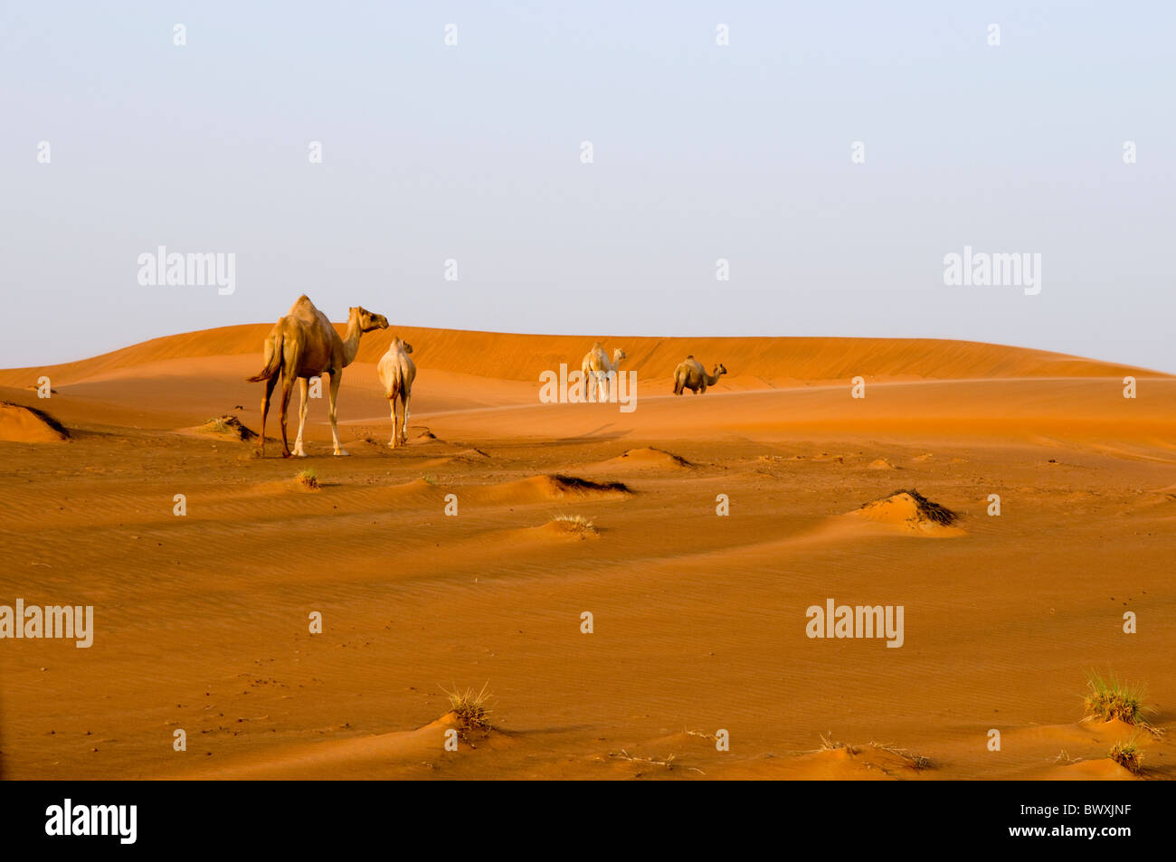 Four camels walking across the sand in the Desert of Dubai, United Arab