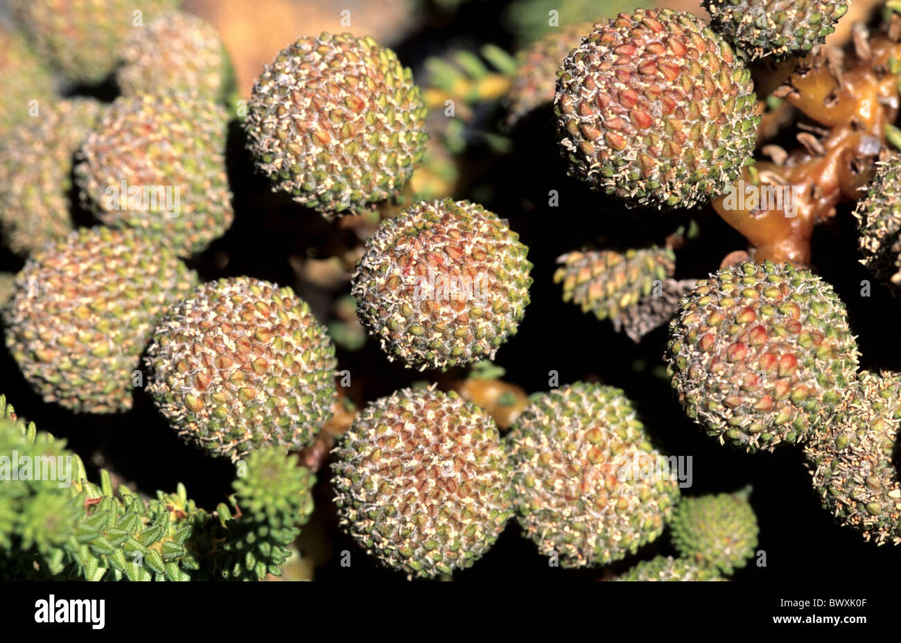Erika Erica heracea cape South Africa Fynbos fruits plant nature flowers fruit state close-up Stock Photo