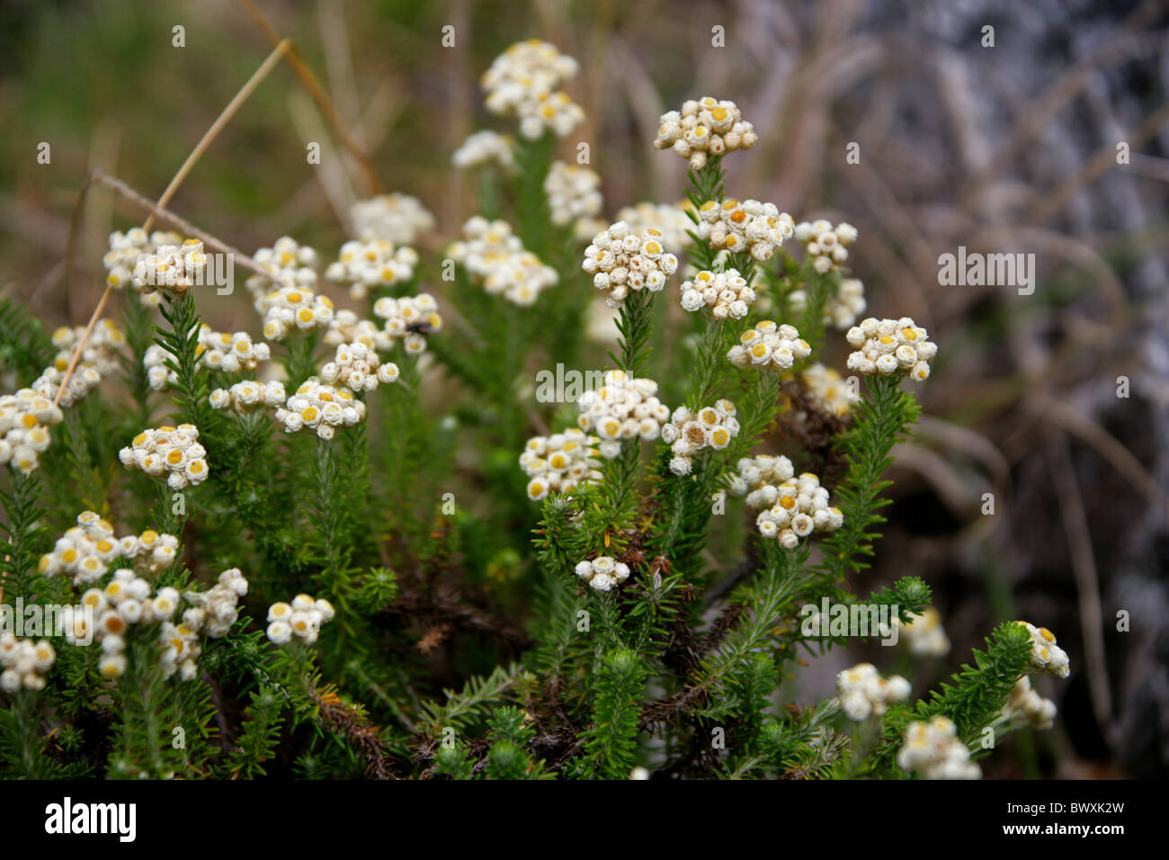 Everlasting Flower, Helichrysum Teretifolium, Asteraceae. Knysna 