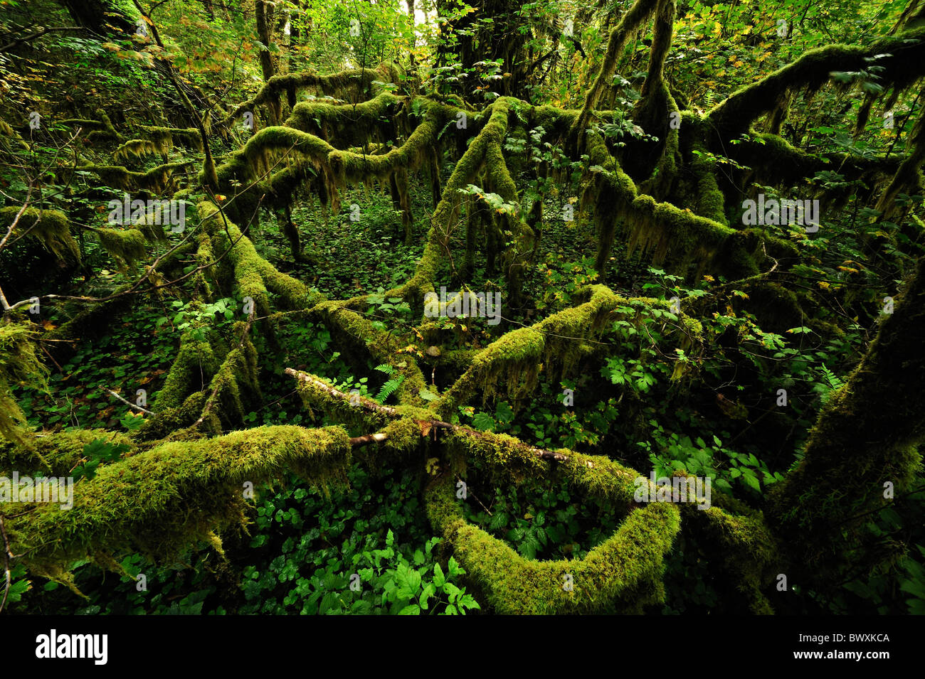 The majestic Hoh Rain Forest is one of the natural wonders of