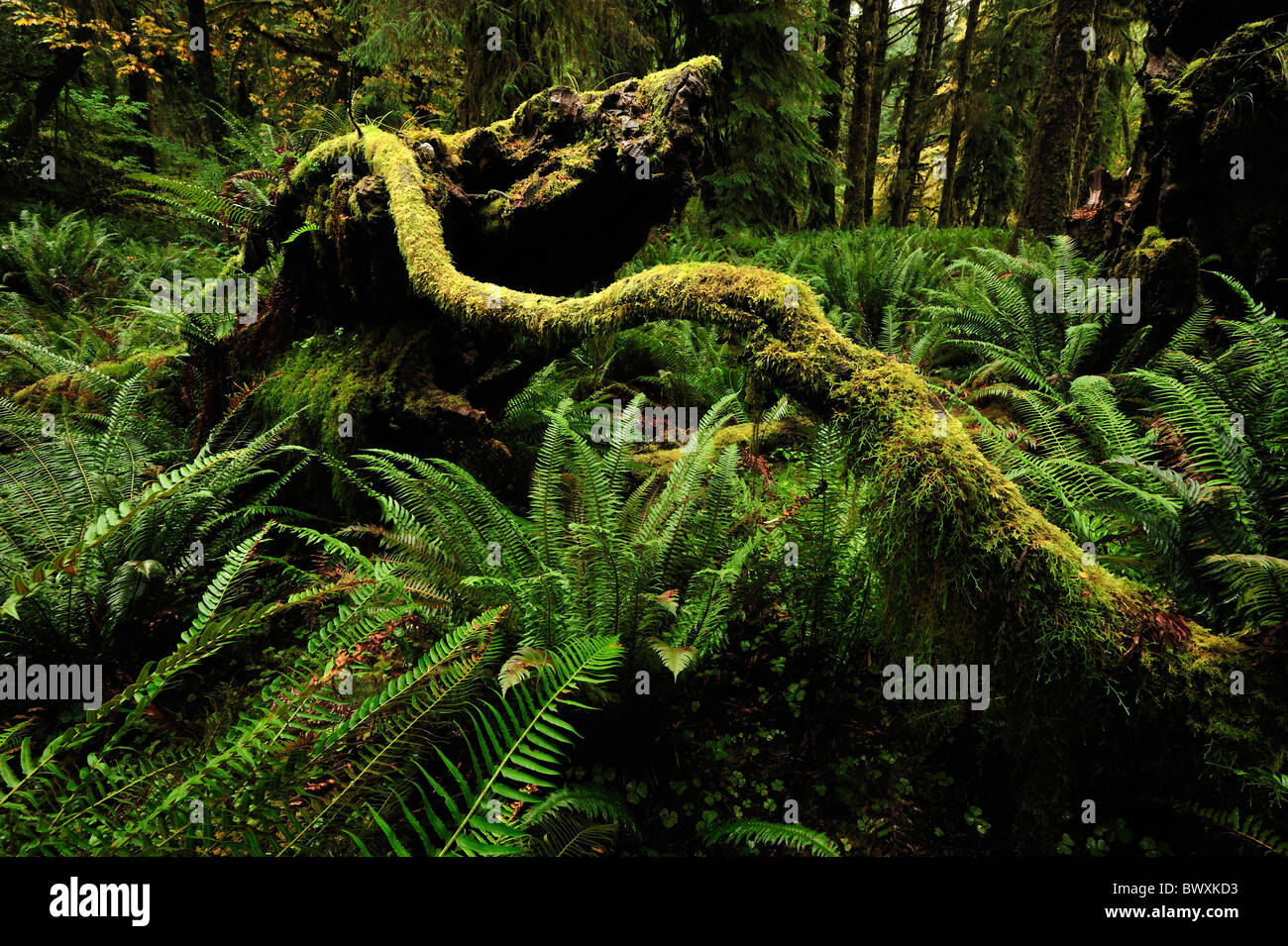 Queets River basin, Olympic National Park, Washington Stock Photo