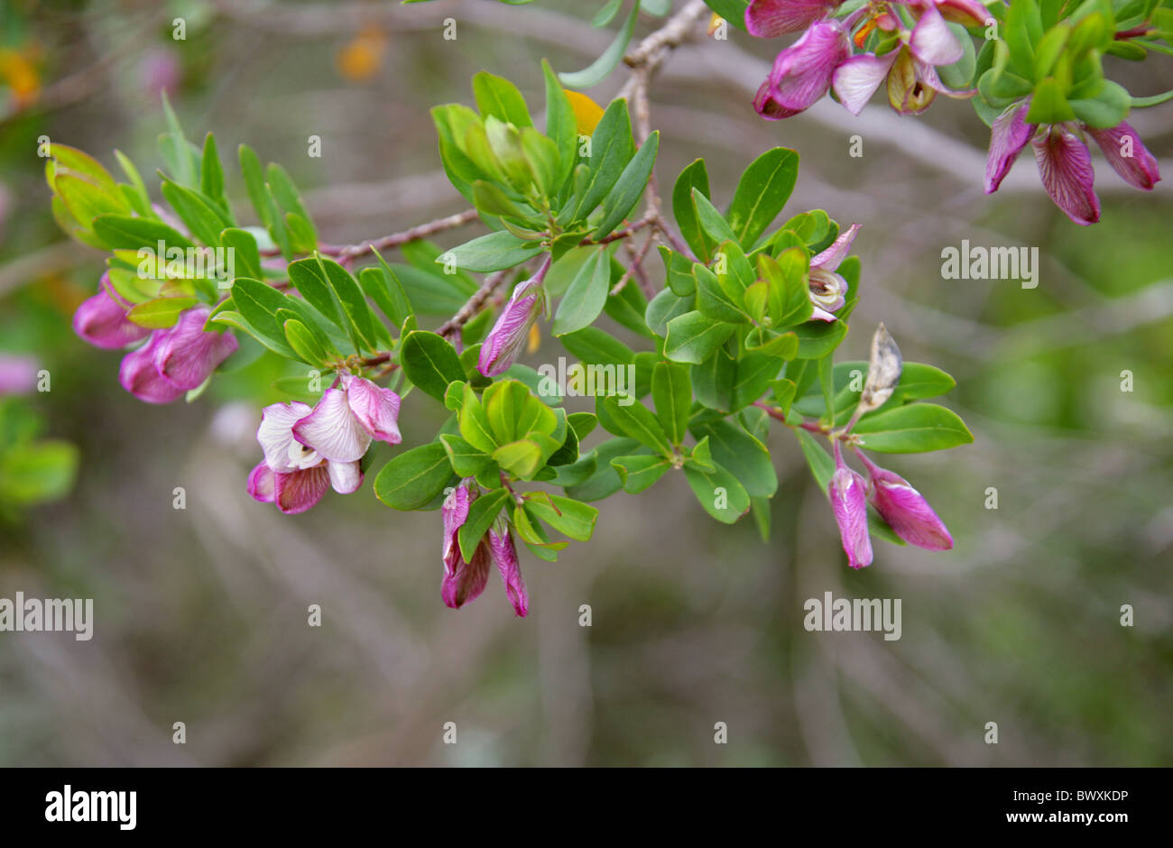 Myrtle-leaf Milkwort, Cape Milkwort, September Bush or Parrot Bush, Polygala myrtifolia, Polygalaceae Western Cape, South Africa Stock Photo