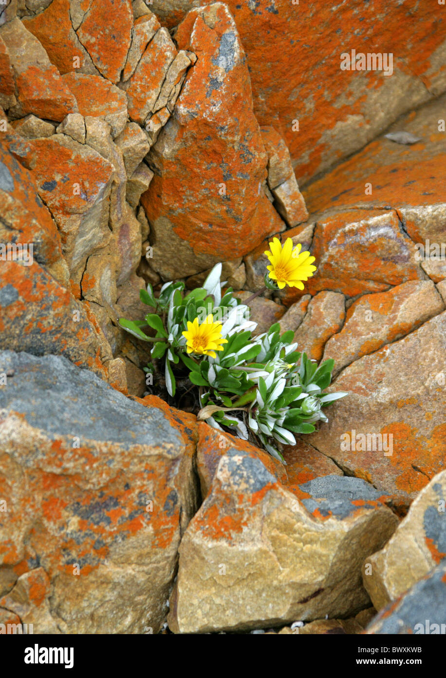 Silver Carpet, Carpet Gazania, Dymondia margaretae, Asteraceae. Growing