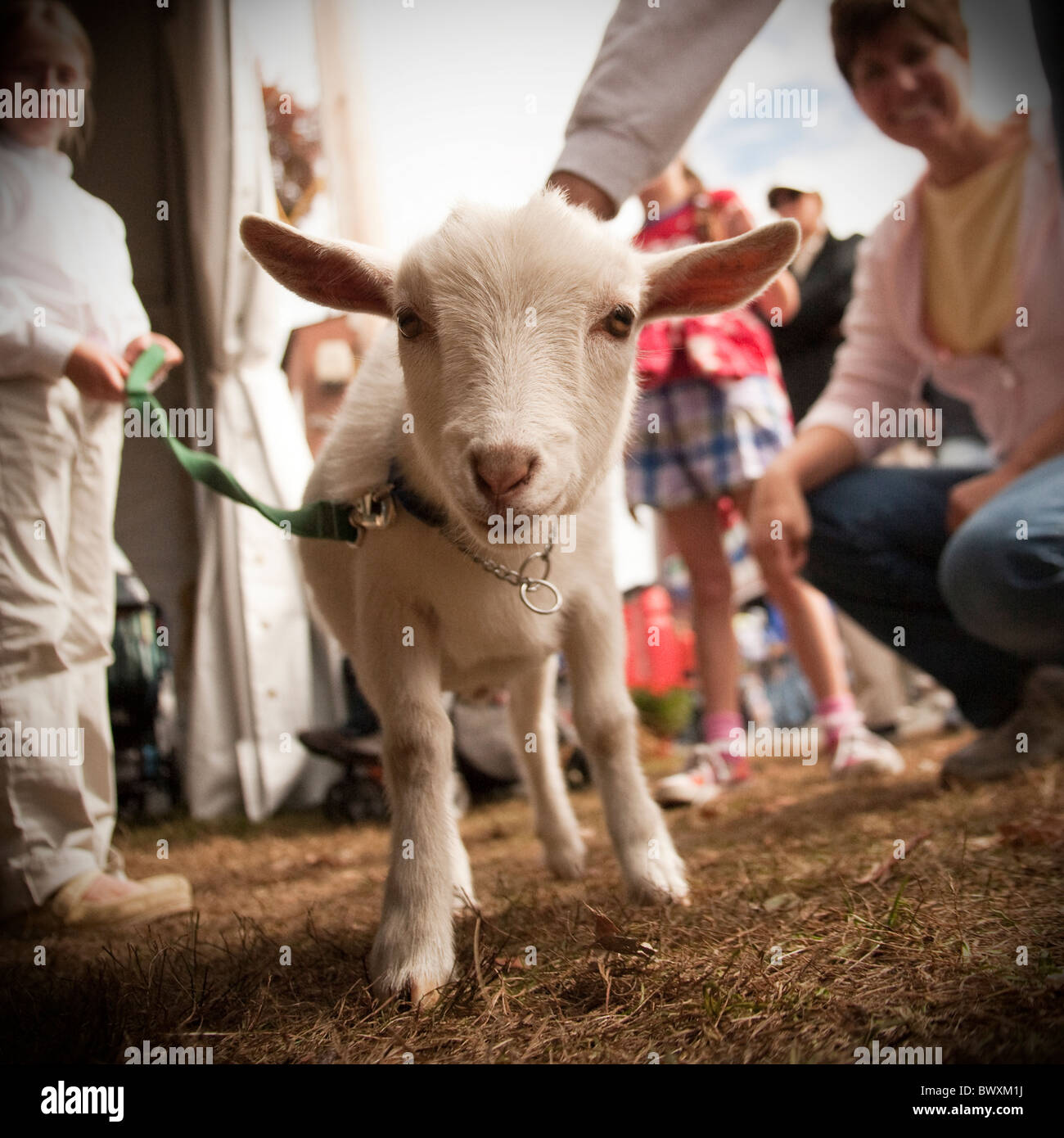 baby goat on leash at county agricultural fair Stock Photo