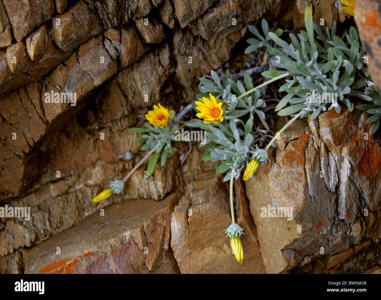 Trailing Gazania, Gazania rigens var. leucolaena, Asteraceae. Growing