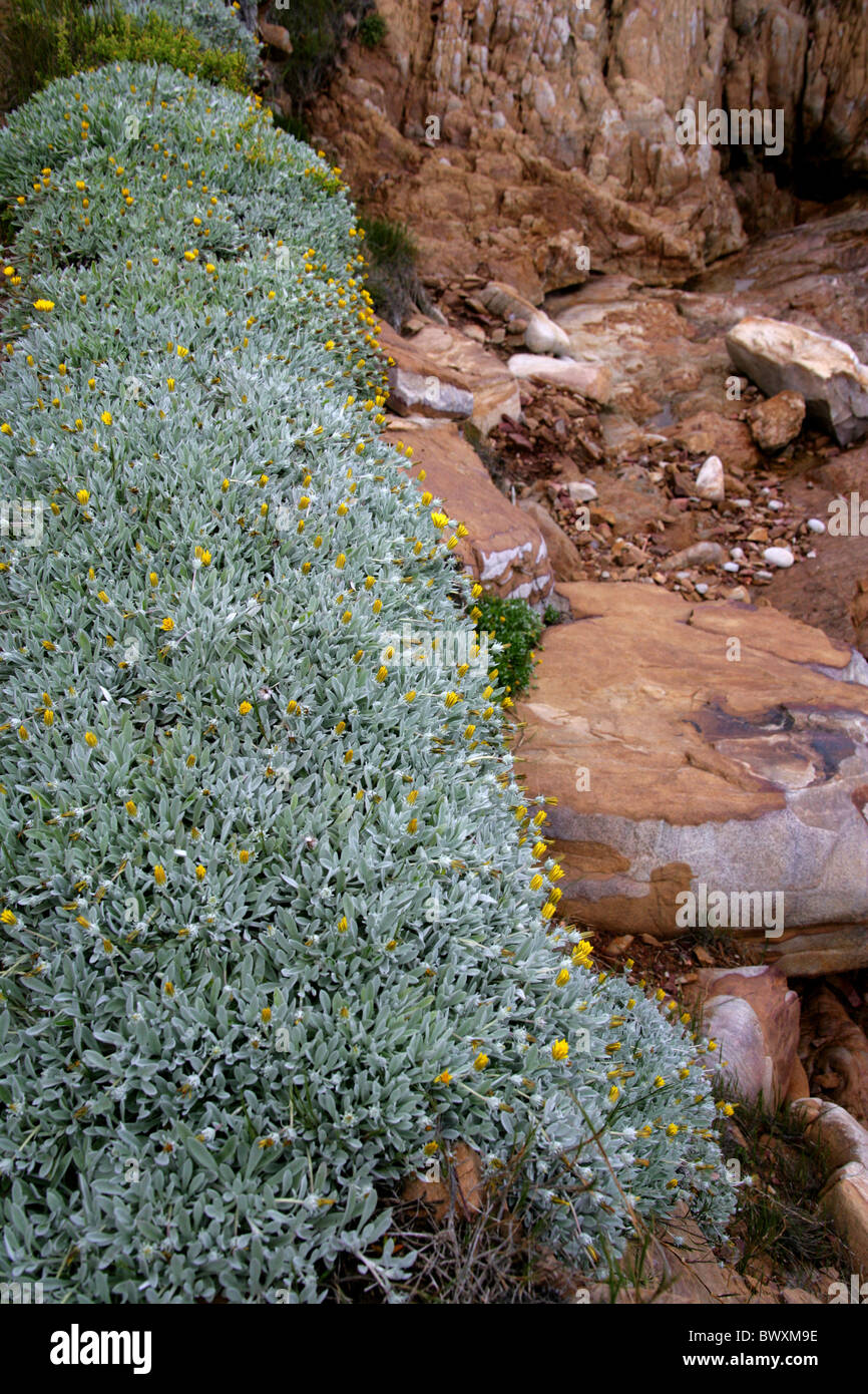 Trailing Gazania, Gazania rigens var. leucolaena, Asteraceae. Growing