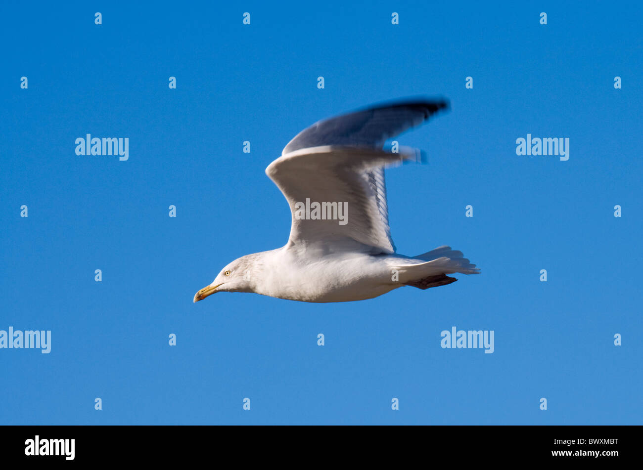 Herring Gull, Larus argentatus. UK Stock Photo Alamy