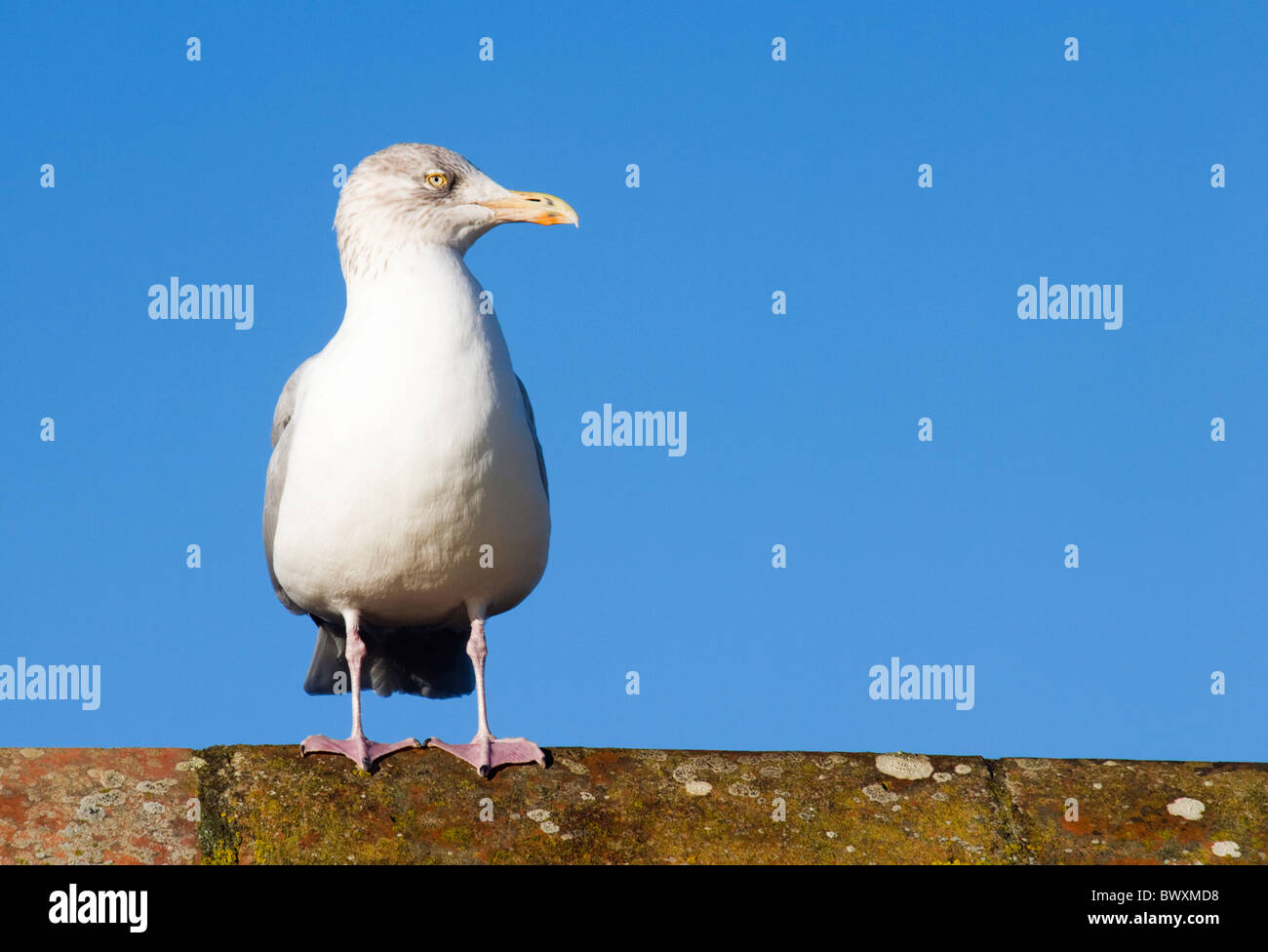 Herring Gull, Larus argentatus. UK Stock Photo