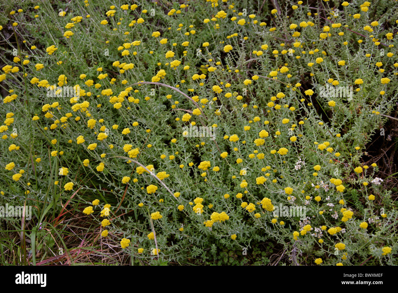 Yellow Fynbos Flowers, Featherbed Nature Reserve, Knysna, Western Cape, South Africa. Stock Photo