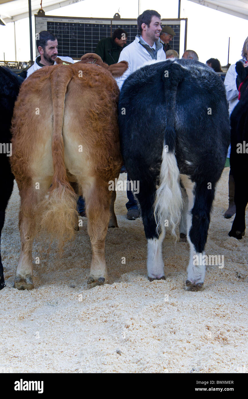 looking from behind at two cows in a cattle show Stock Photo - Alamy
