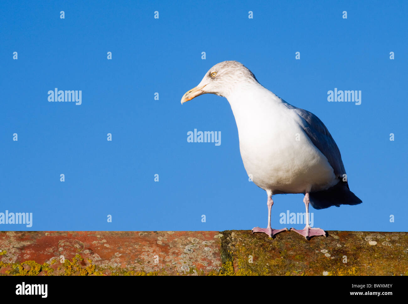 Herring Gull, Larus argentatus. UK Stock Photo Alamy