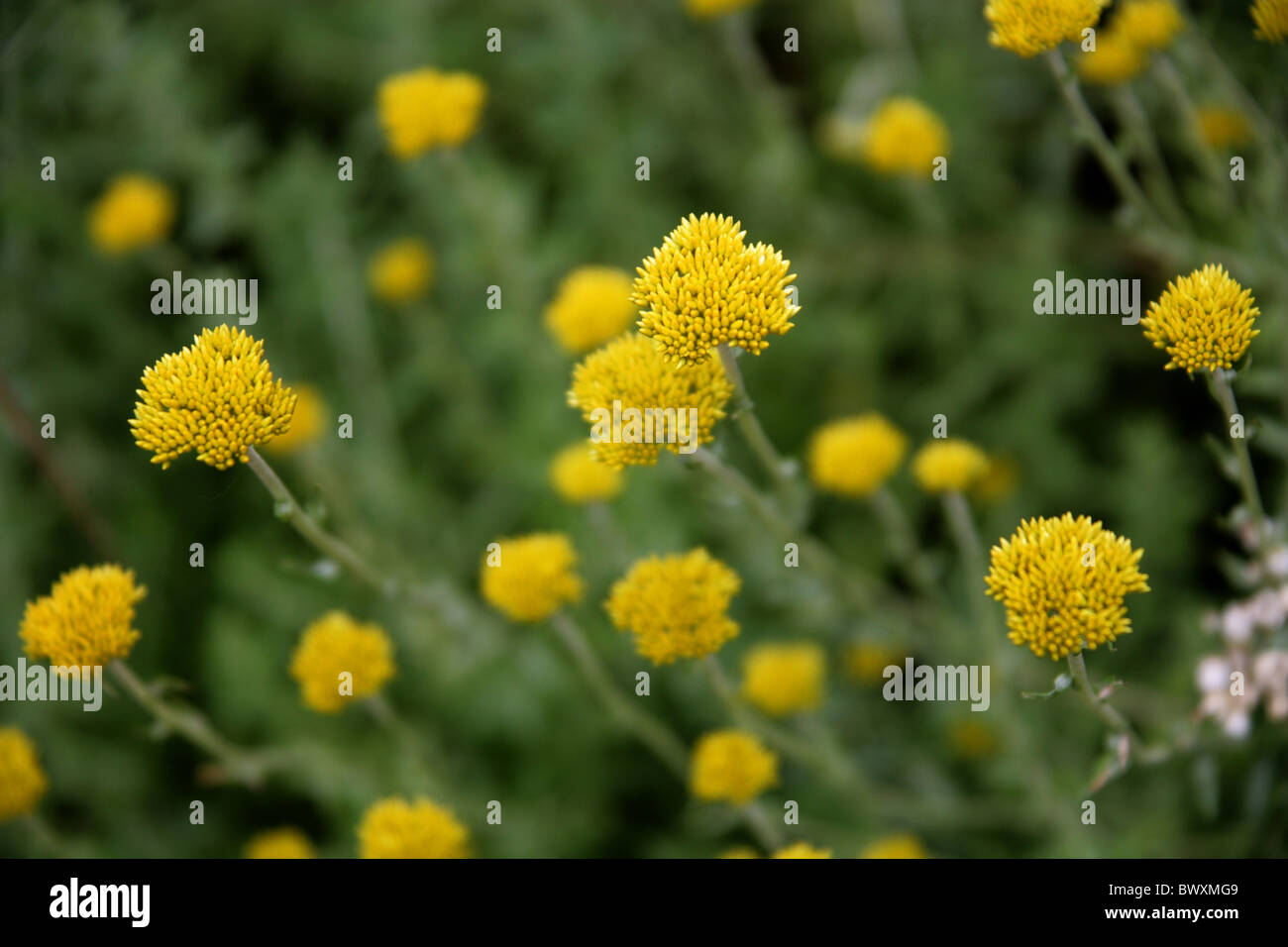 Yellow Fynbos Flowers, Featherbed Nature Reserve, Knysna, Western Cape