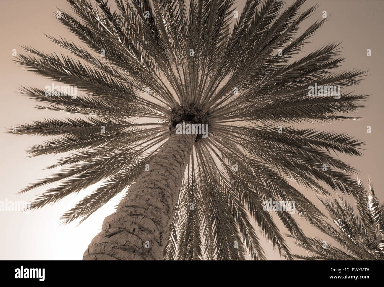 low angle view of palm tree, black and white Stock Photo