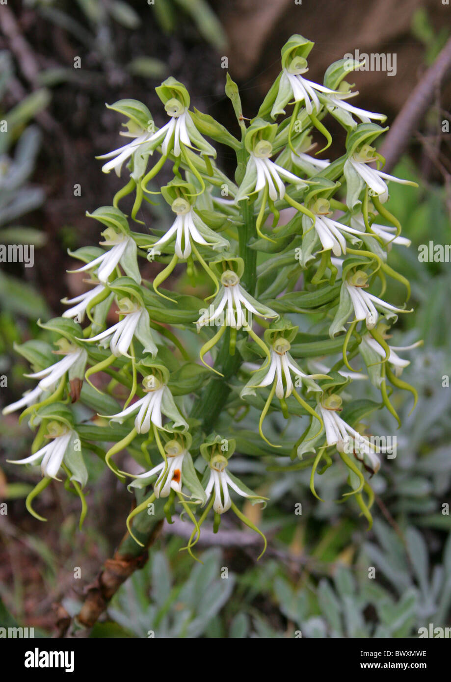 Green Wood Orchid, Bonatea speciosa, Orchidaceae. Wild Specimen Growing in Featherbed Nature Reserve, Knysna, South Africa. Stock Photo