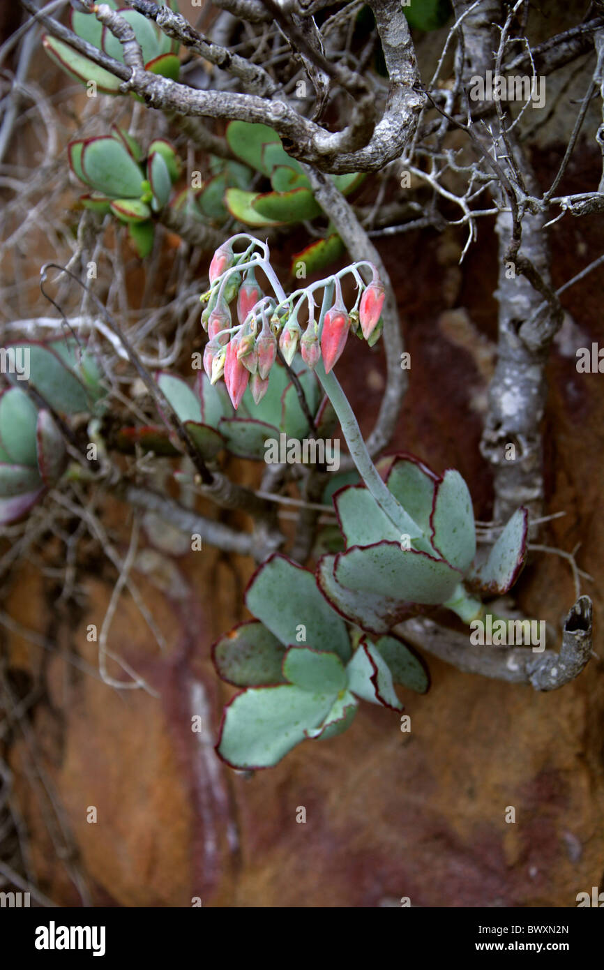 Round-leafed Navel-wort or Pig's Ear, Cotyledon orbiculata, Crassulaceae. Featherbed Nature Reserve, Knysna, South Africa. Stock Photo