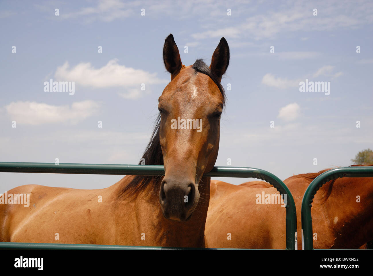 A beautiful brown horse standing behind gate on sunny day Stock Photo