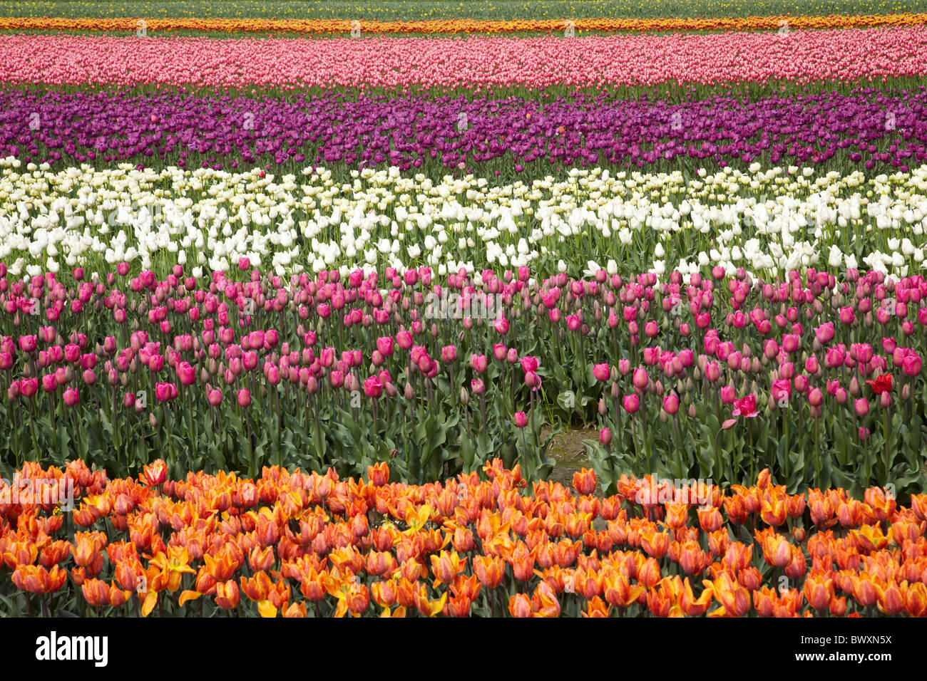 Tulip Farm near Agassiz, British Columbia, Canada Stock Photo - Alamy
