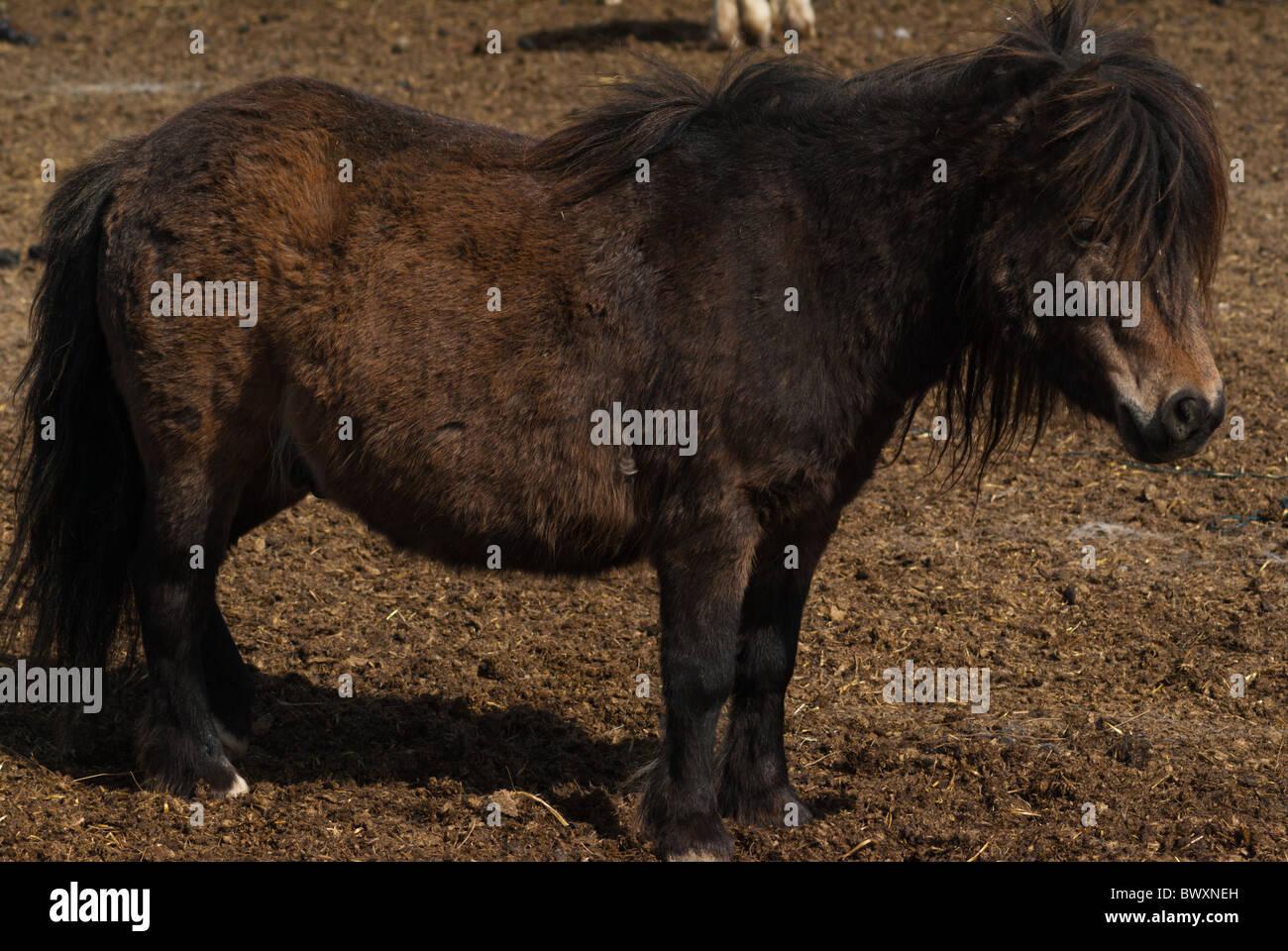 Birds Hill Manitoba Canada Stock Photo Alamy