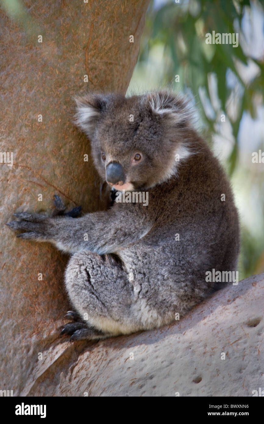 Koala female part of a colony introduced to Yanchep National Park near Perth Western Australia climbing in a eucalypt tree Stock Photo