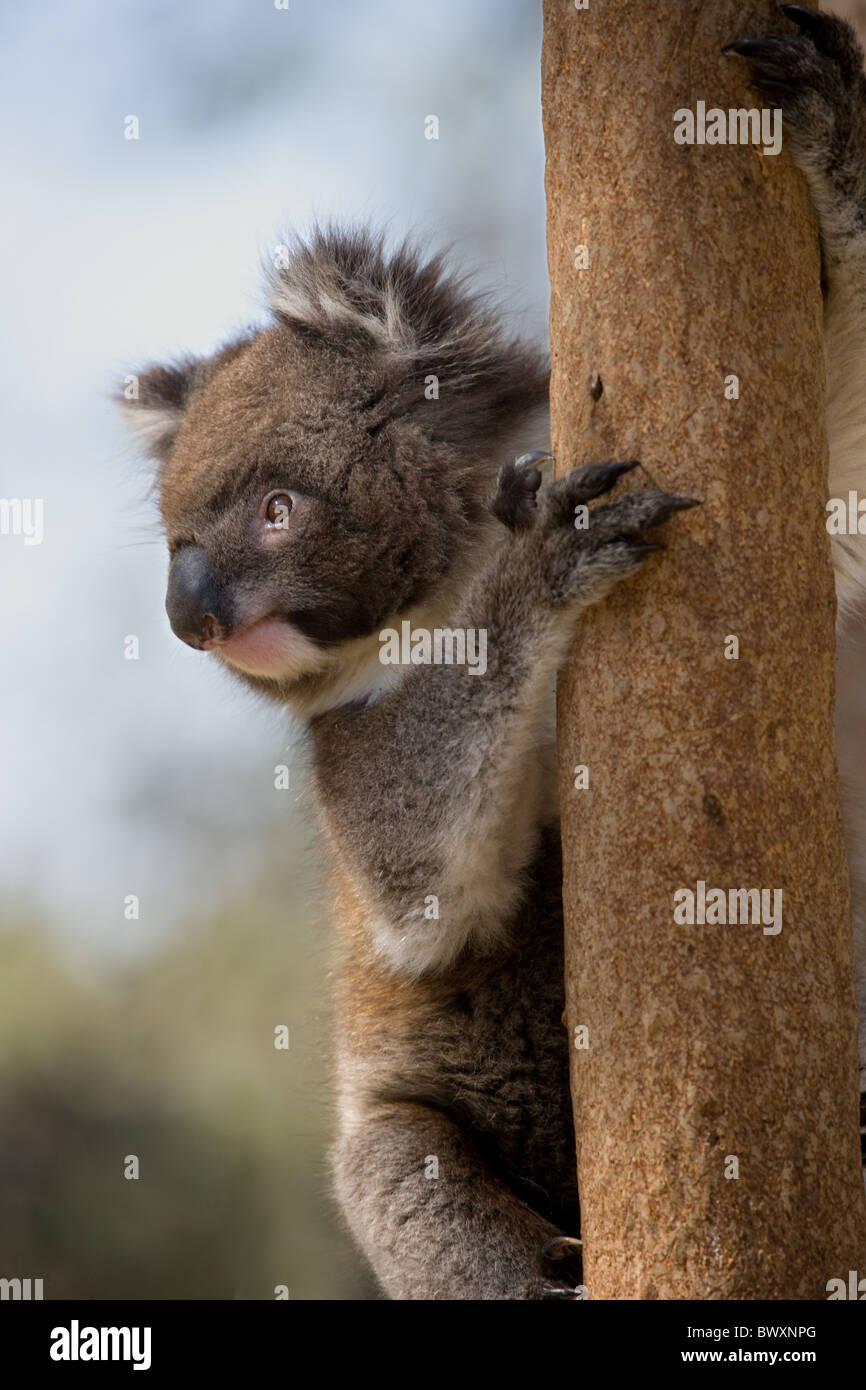 Koala female part of a colony introduced to Yanchep National Park near Perth Western Australia climbing in a eucalypt tree Stock Photo
