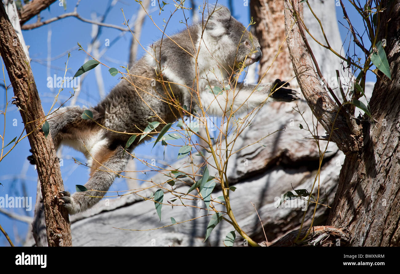 Koala Phascolarctos cinereus female leaping in Yanchep National park north of Perth Stock Photo