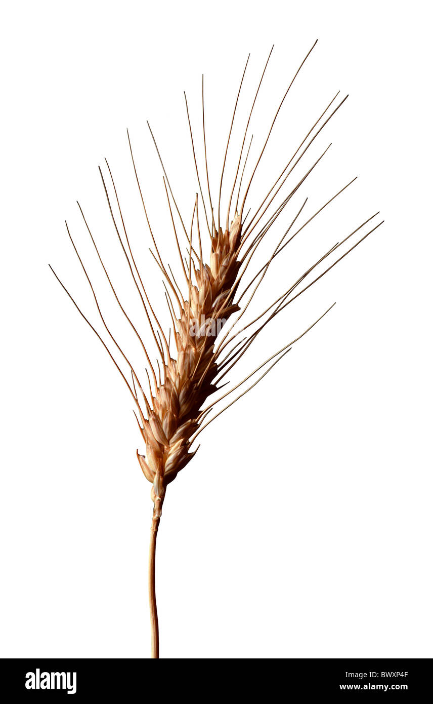 A single stalk of wheat against a white background Stock Photo Alamy