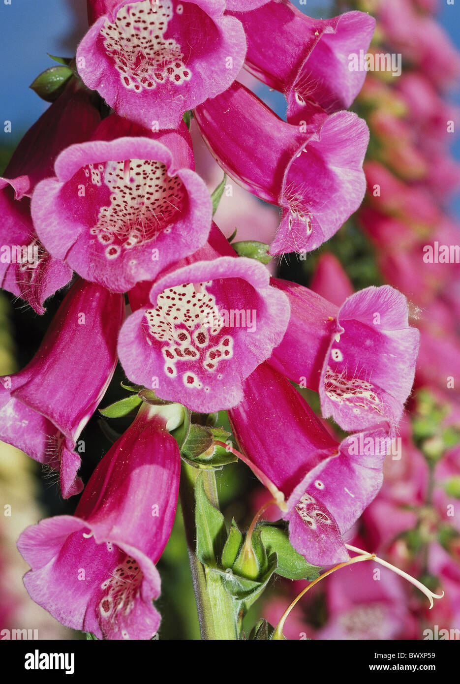 remedial plant red thimble plant blossom flourish Stock Photo Alamy