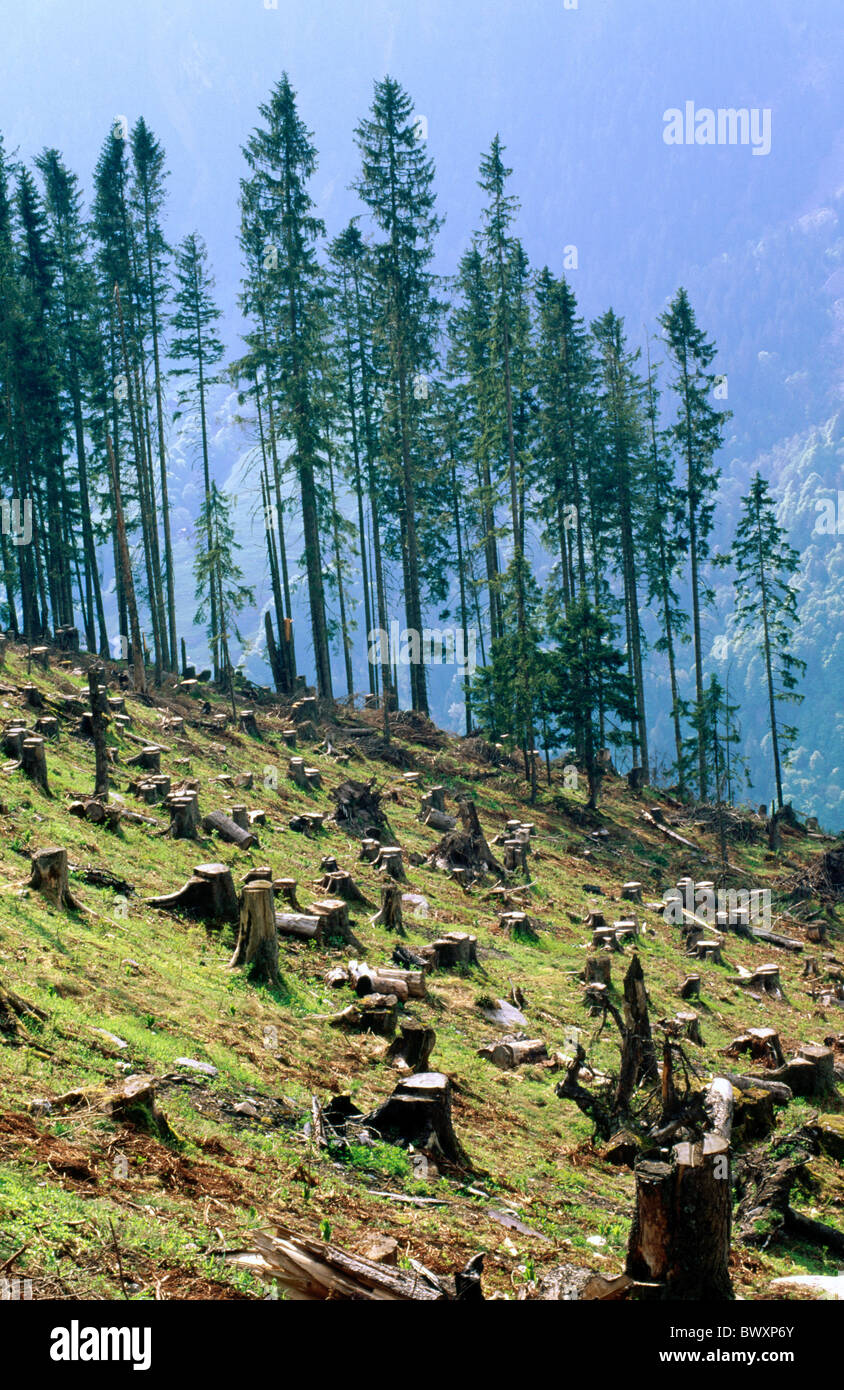 stumps individual tree stump firs Fohn storm Switzerland Europe St