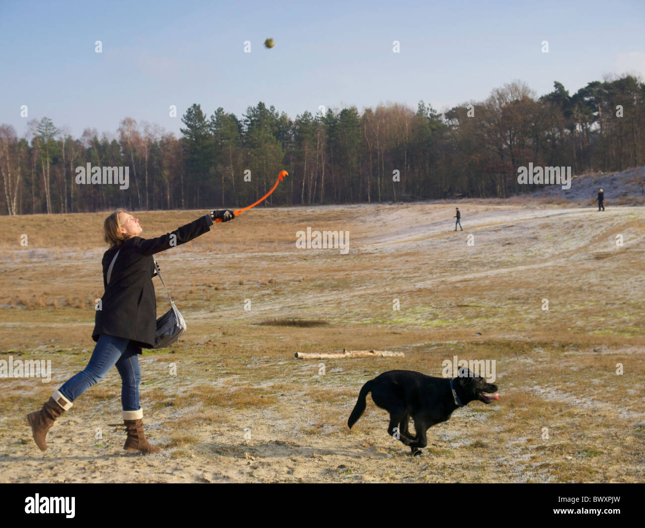 Woman playing with black labrador dog using tennisball slinging throwing device Dorst, the Netherlands winter. Stock Photo