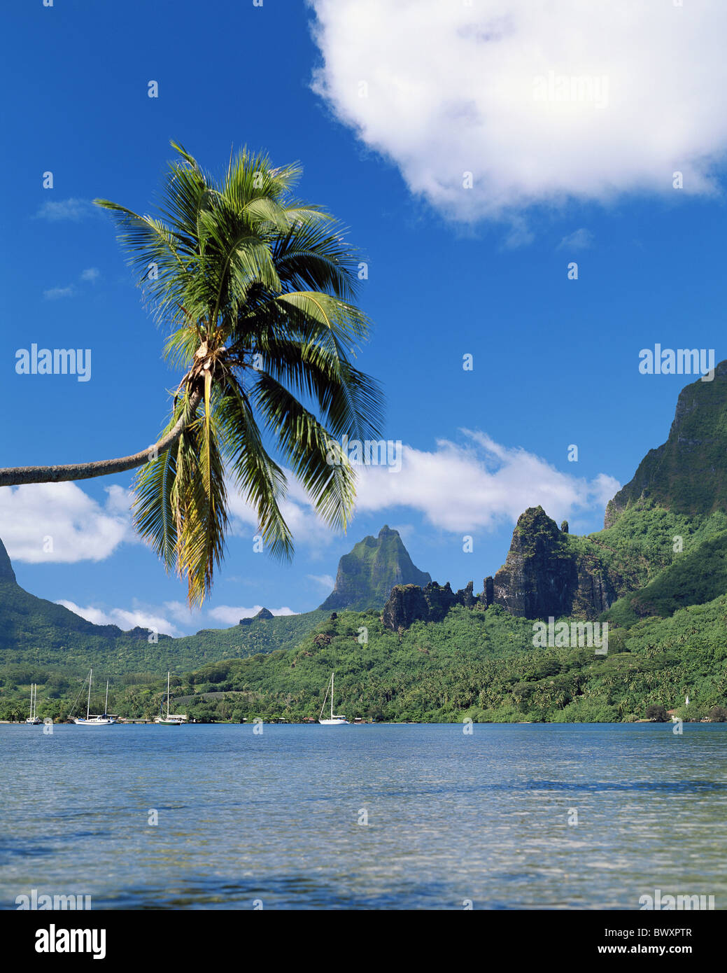 bay Cook's Bay scenery Moorea islands isles Pacific palms sail boats ...