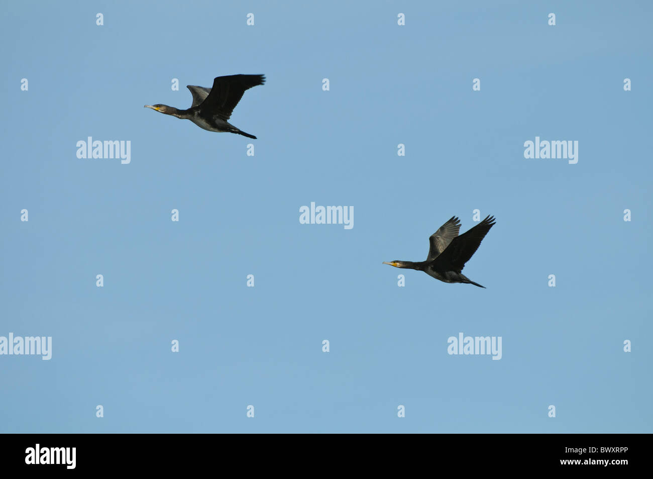 Great Cormorants Phalacrocorax carbo flying Stock Photo