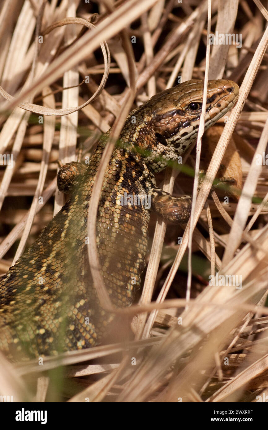Common Lizard- Lacerta vivipara Stock Photo