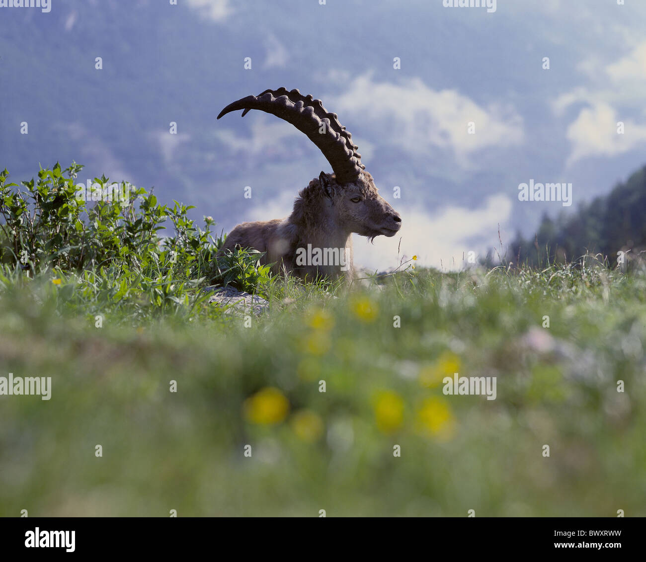 Capricorn ibex lie meadow profile valley background Switzerland Europe Neuenburg Neuchatel canton Jura Cre Stock Photo