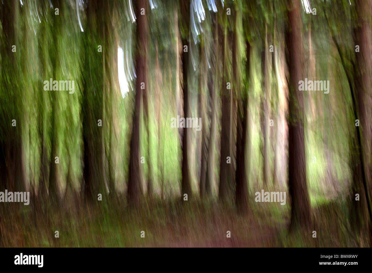 Woodland with trees hi-res stock photography and images - Alamy
