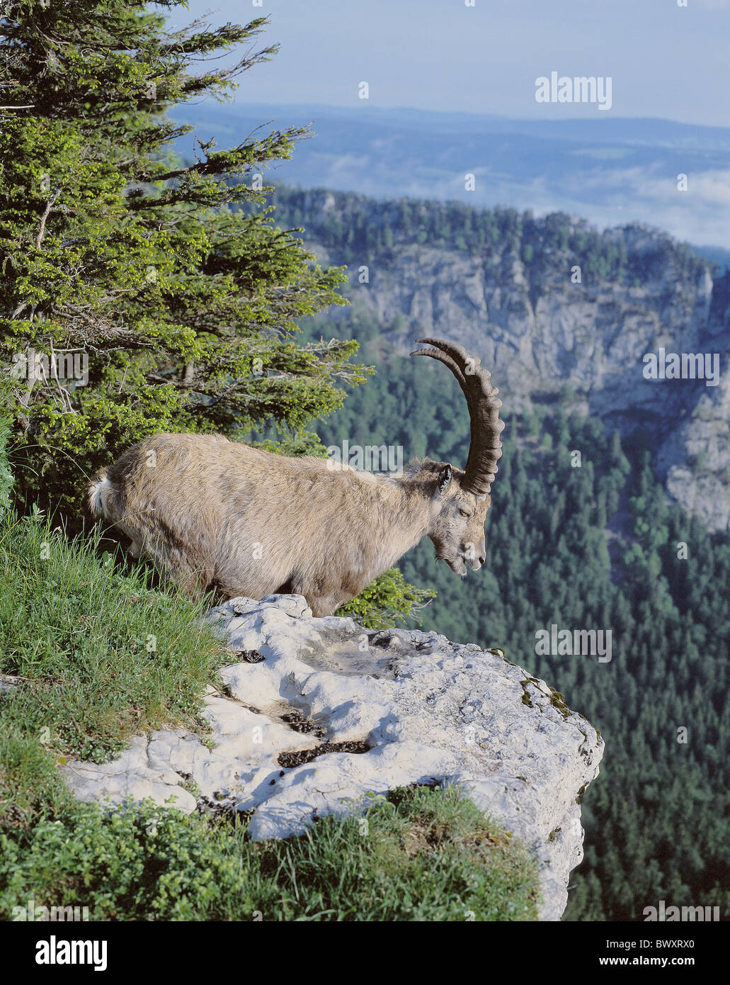 Capricorn ibex lie meadow profile rock cliff gulch Switzerland Europe Neuenburg Neuchatel canton Jura Cre Stock Photo