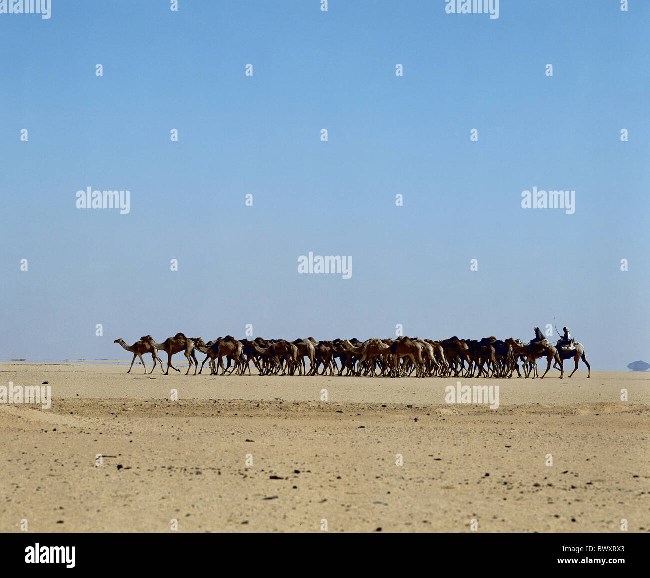 Baggage camels hires stock photography and images Alamy