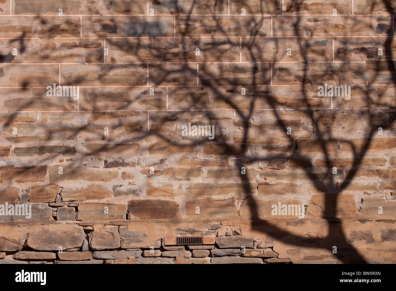 Wall with tree shadow Stock Photo - Alamy