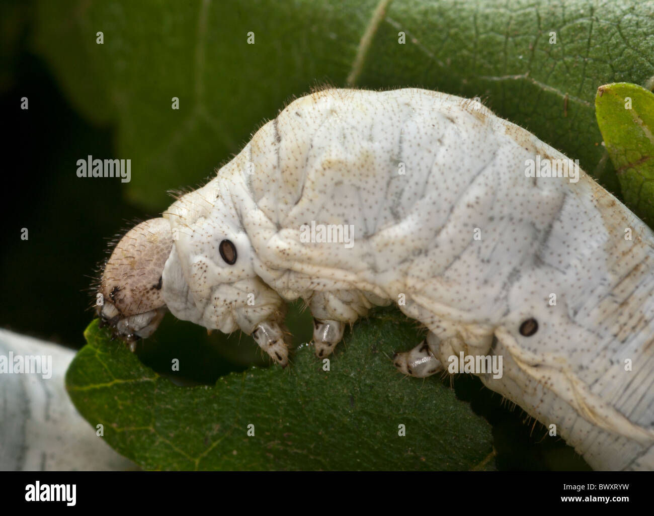 Detail of a silk worm caterpillar (Bombyx mori) on mulberry leaves Stock Photo
