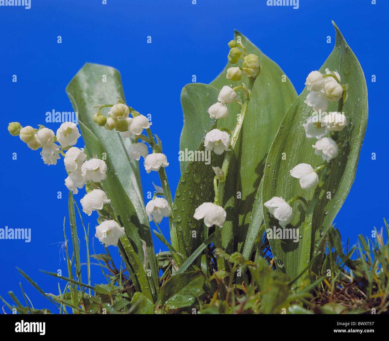 Lily of the valley blossoms hi-res stock photography and images - Alamy