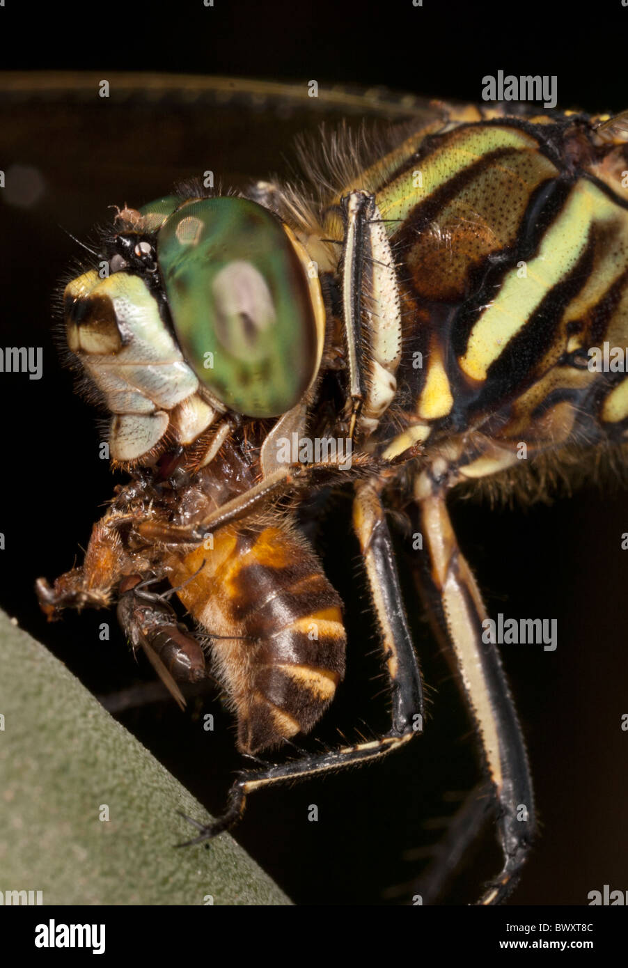 Cordulegaster species eating a bee, a kleptoparasitic fly on the bee, a phoretic mite, and lice under the wing of the fly Stock Photo