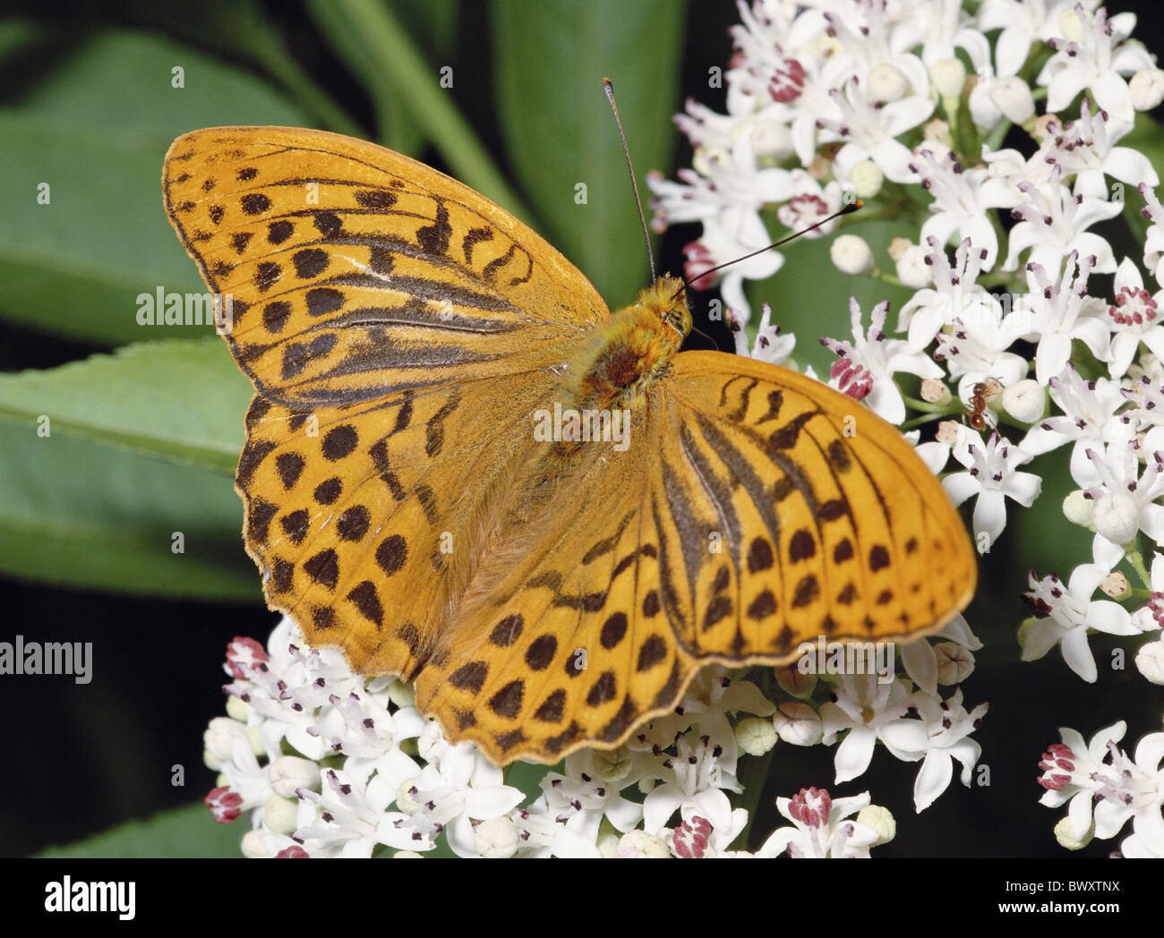 Brown butterfly white spots hires stock photography and images Alamy