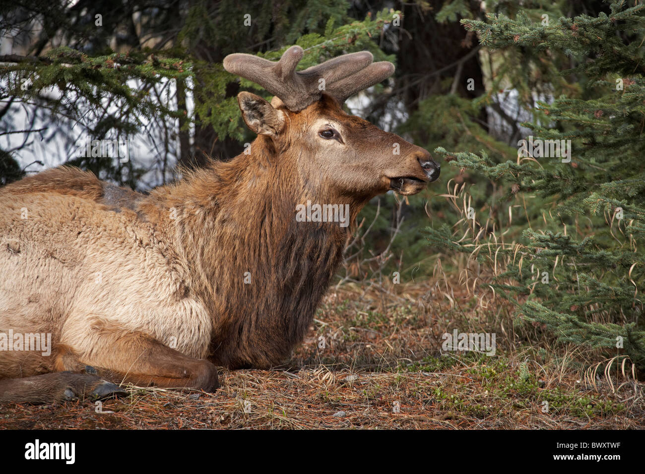 Elk (Cervus canadensis), Banff, Banff National Park, Alberta, Canada Stock Photo