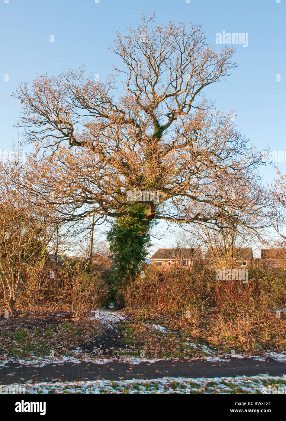 Gnarled oak tree hires stock photography and images Alamy